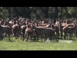 Deer in Paddock Pan 1 2803